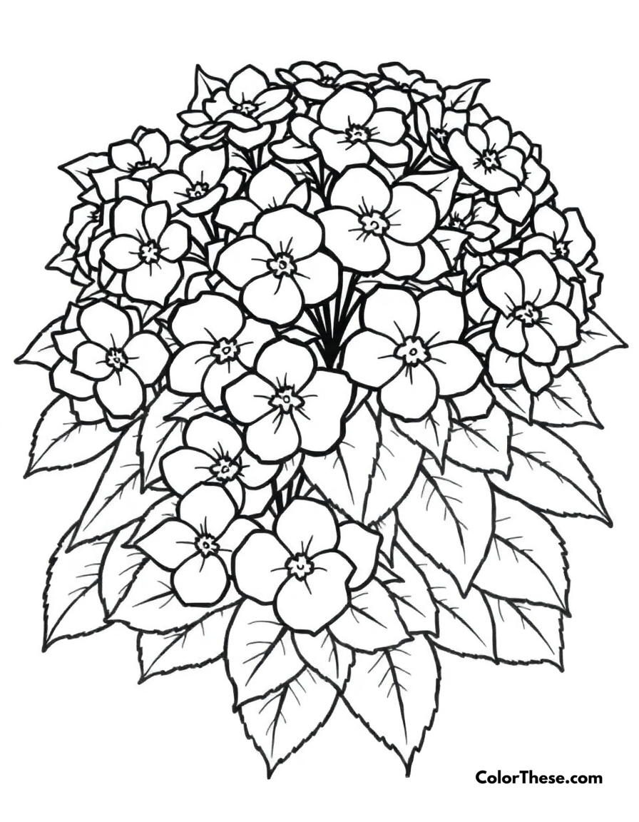 Free printable hydrangea bush coloring page for kids and adults - A a bush of hydrangeas in full bloom.