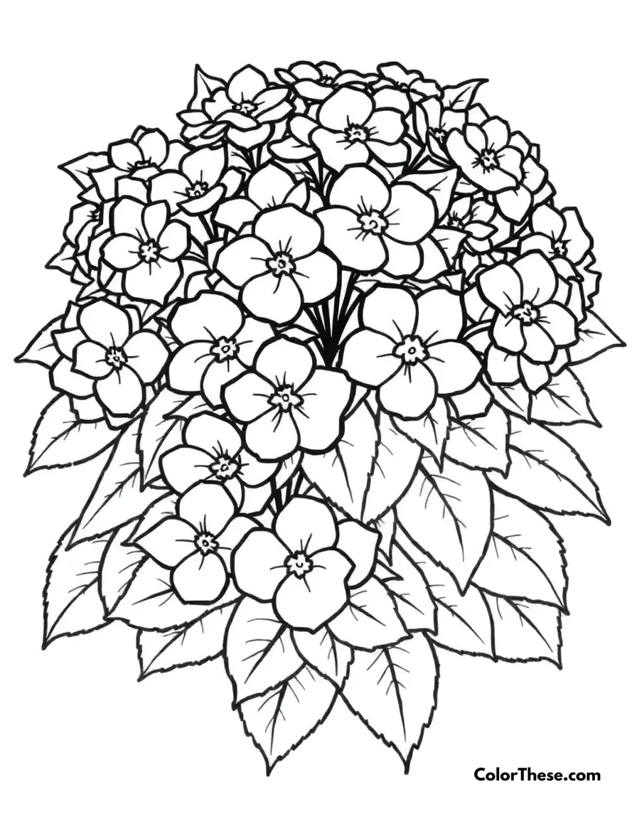 Free printable hydrangea bush coloring page. A bush of hydrangeas in full bloom.